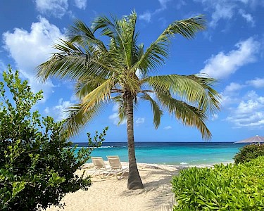 Curaçao Marriott Beach Resort palmboom op het strand