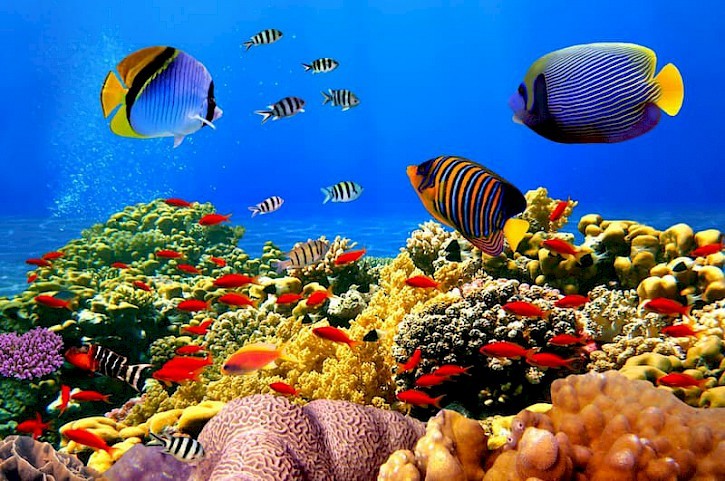 Coral visjes duiken Egypte