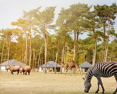 Safari Resort Beekse Bergen dieren