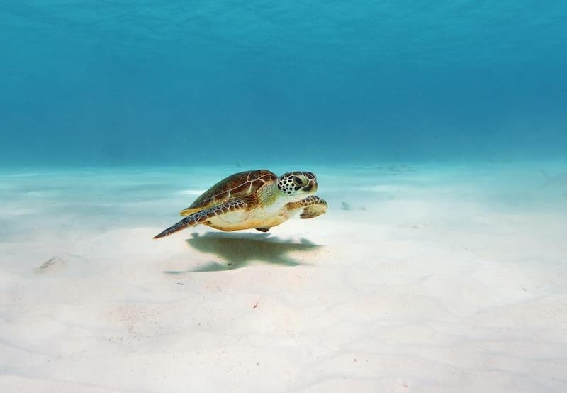 Bonaire vakantie schildpad