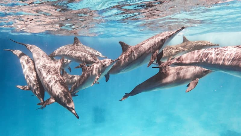 Dolphin reef Egypte