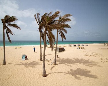 Dunas de Sal Kaapverdië palmbomen