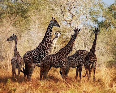 Selous Game Reserve giraffen