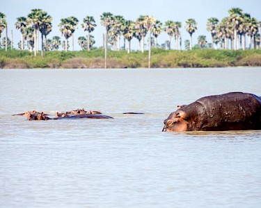 Selous Game Reserve nijlpaarden