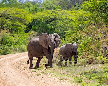 Selous Game Reserve olifanten