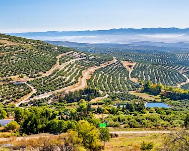 Olijfbomen vlak bij Ubeda Spanje Andalusië