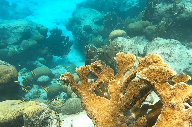 Koraal bij Curaçao Marriott Beach Resort