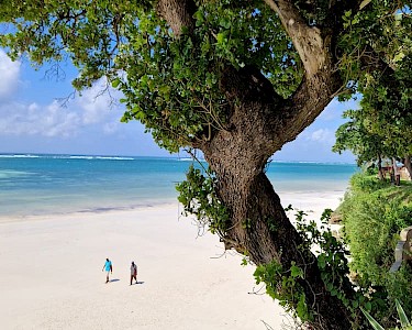 Boom op strand bij Baobab Beach Resort in Kenia