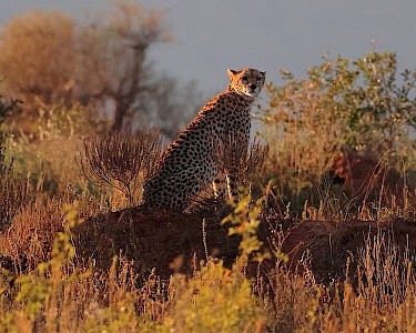 Cheeta Taita Hills Wildlife Sanctuary Kenia