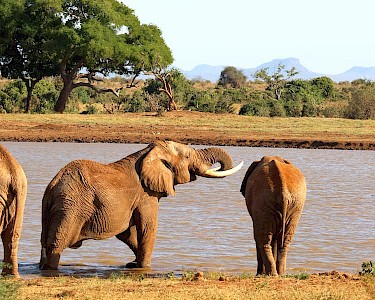 Olifanten in Tsavo East National Park Kenia