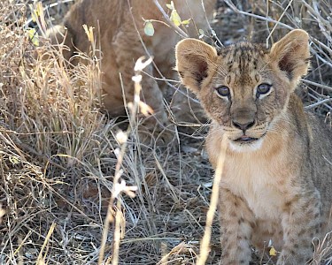 Welpje bij Taita Hills Wildlife Sanctuary Kenia