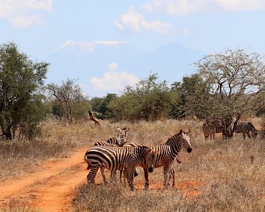 Zebra's in Taita Hills Wildlife Sanctuary in Kenia met de Kilimanjaro in de achtergrond