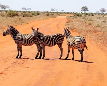 Zebra's rood zand bij Tsavo East National Park