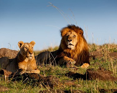 Leeuwen Masai Mara in Kenia