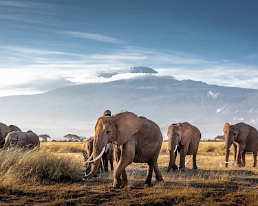 Olifanten Kilimanjaro Kenia