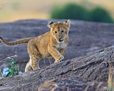 Welpje in Masai Mara National Park in Kenia