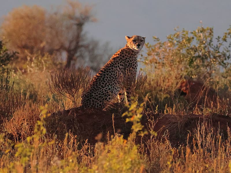 Cheeta in Taita Hills Wildlife Sanctuary Kenia