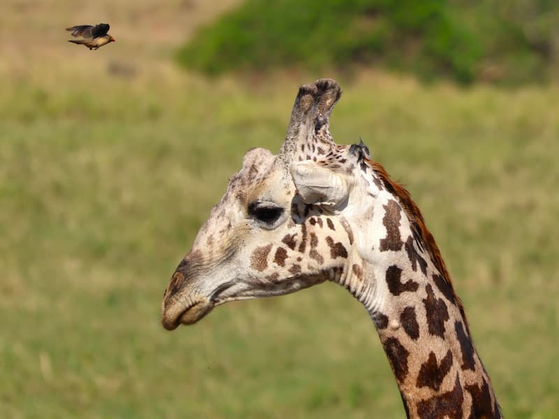 Giraf met vogeltje Tsavo East National Park Kenia