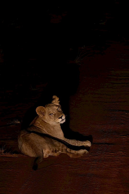 Leeuw welpje tijdens avondsafari in Kenia