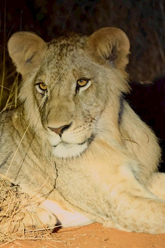 Leeuw welpje met beginnende manen in Kenia