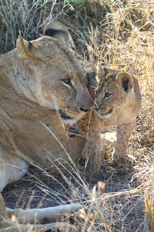 Moederleeuw met welpje in Kenia