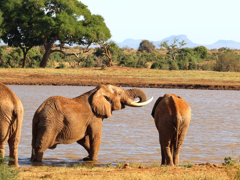 Olifanten Kenia Tsavo East National Park