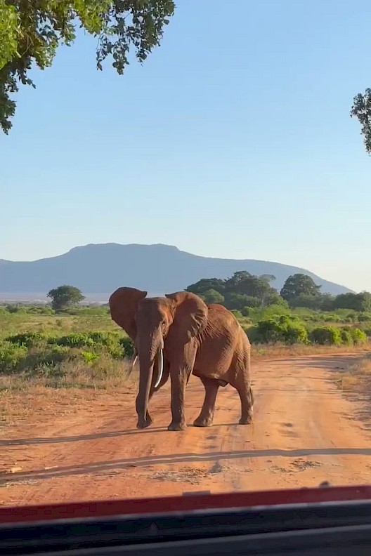 Overstekende olifant bij Tsavo East National Park in Kenia