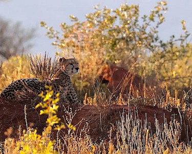 Safari Kenia cheeta