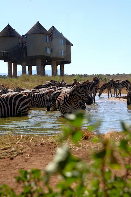 Salt Lick Safari Lodge Kenia zebra's