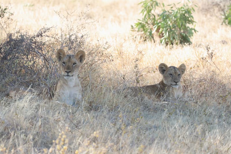 Leeuwen welpjes Tsavo East National Park Kenia