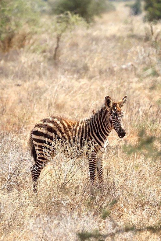 Zebra veulen Kenia