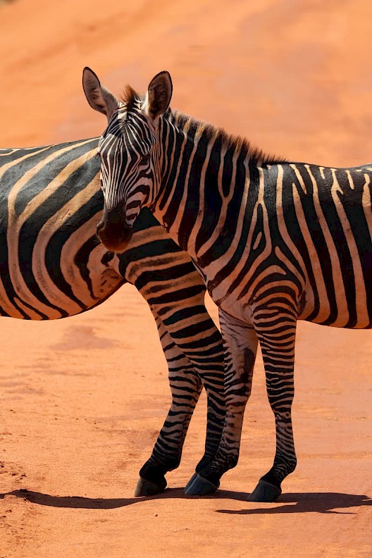 Zebra's rood zand Kenia